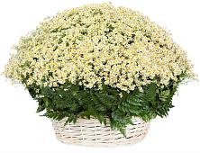 Цветочная композиция из Ромашки в корзине #REPLACE_PRED# Каменске-Шахтинском